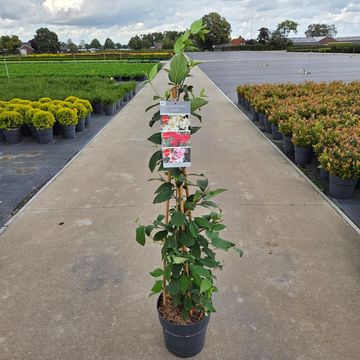 Viburnum plicatum KILIMANDJARO SUNRISE