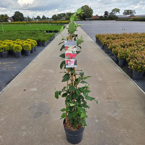 Viburnum plicatum KILIMANDJARO SUNRISE