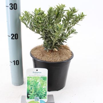 Euonymus japonicus 'Microphyllus Albovariegatus'