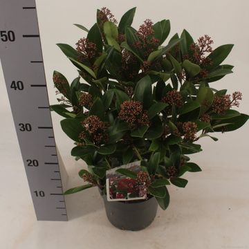 Skimmia japonica 'Rubella'