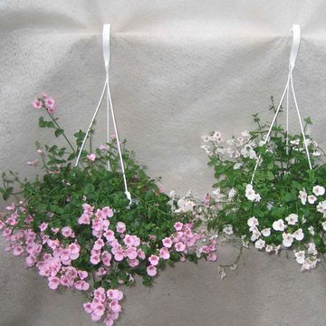 Diascia barberae