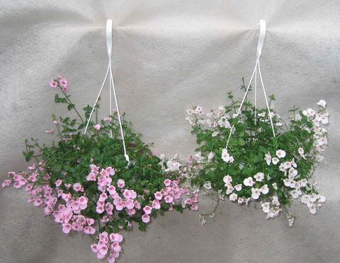 Diascia barberae
