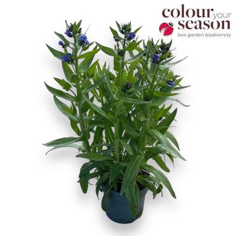 Anchusa azurea 'Feltham Pride'