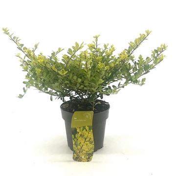 Ilex crenata 'Golden Gem'