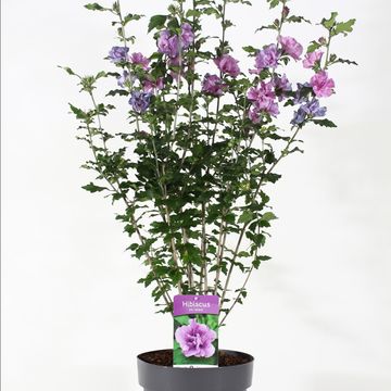 Hibiscus syriacus 'Ardens'