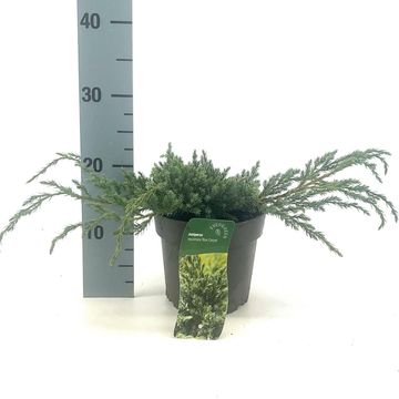 Juniperus squamata 'Blue Carpet'