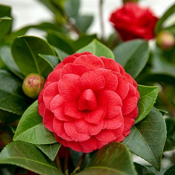 Camellia 'Black Lace'