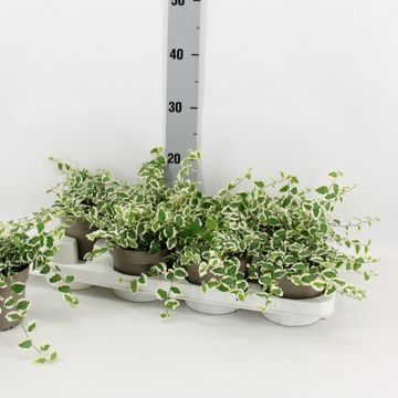 Ficus pumila 'Belle Sunny'