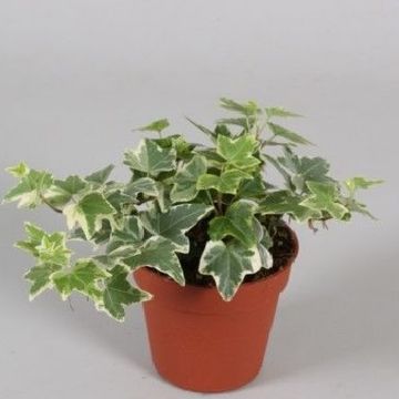 Hedera helix 'Eva'