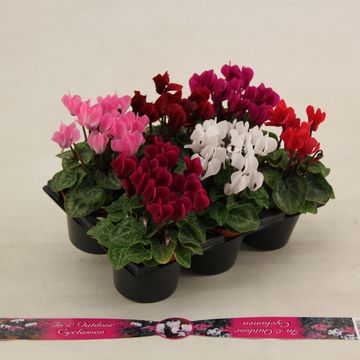 Cyclamen SUPER SERIE VERANO MIX