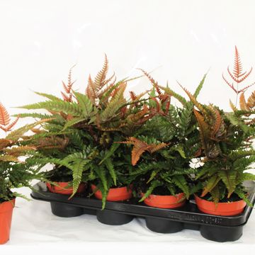 Pteris quadriaurita 'Tricolor'