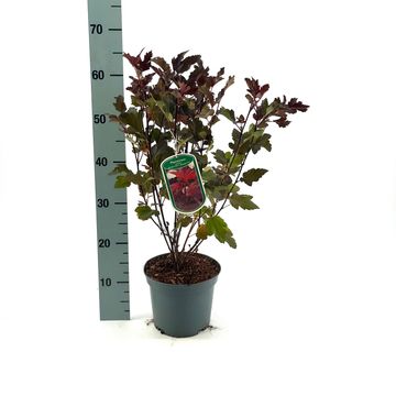 Physocarpus opulifolius DIABLE D'OR