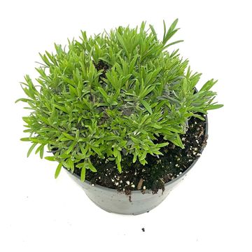 Lavandula angustifolia LITTLE LADY