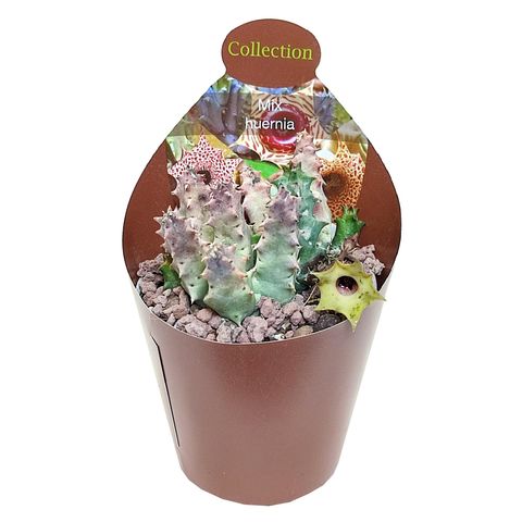 Huernia thureti primulina