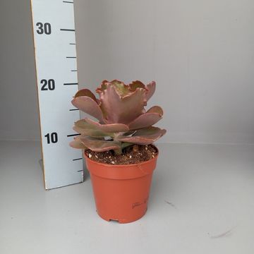 Echeveria crenulata