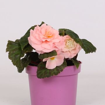 Begonia TENELLA F1 PINK