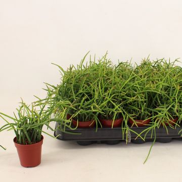 Rhipsalis baccifera shaferi