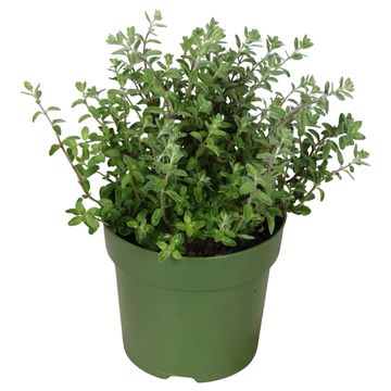 Origanum majorana 'Venezia'
