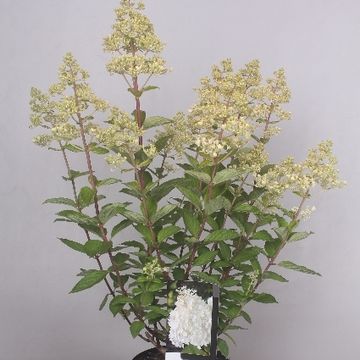 Hydrangea paniculata 'Grandiflora'