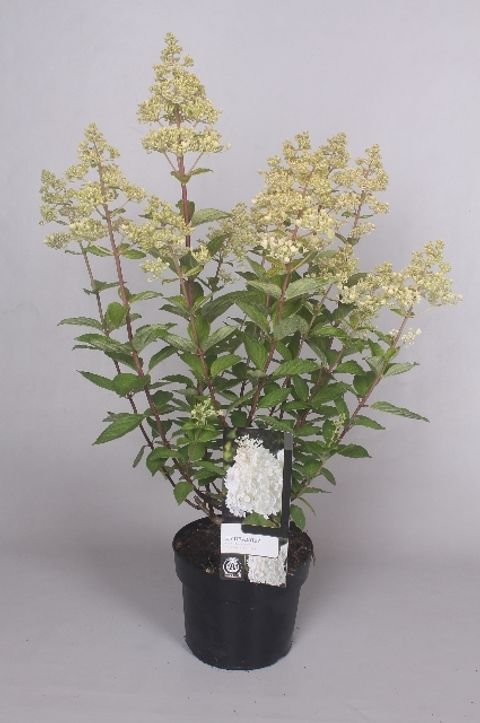 Hydrangea paniculata 'Grandiflora'