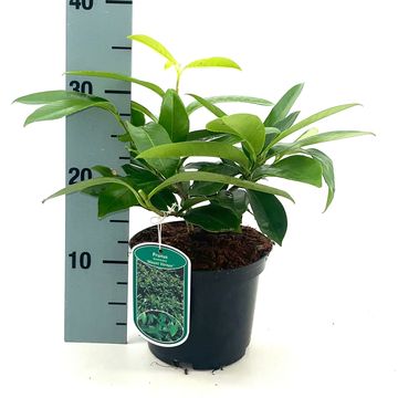 Prunus laurocerasus 'Маунт Вернон'