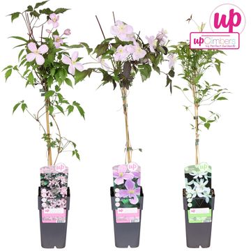 Clematis MONTANA MIX (M)