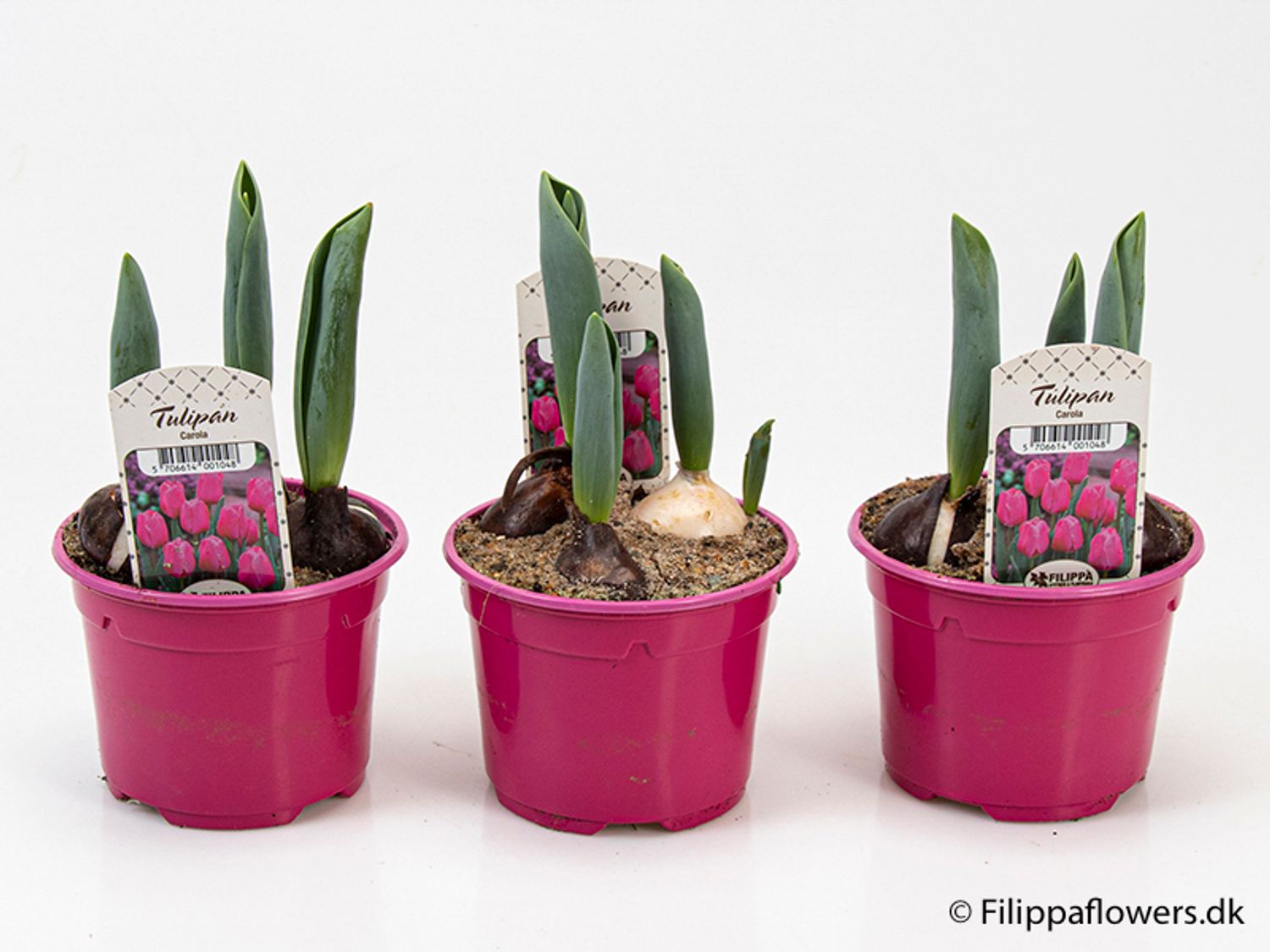 Tulipa 'Carola' — Plant Wholesale FlorAccess