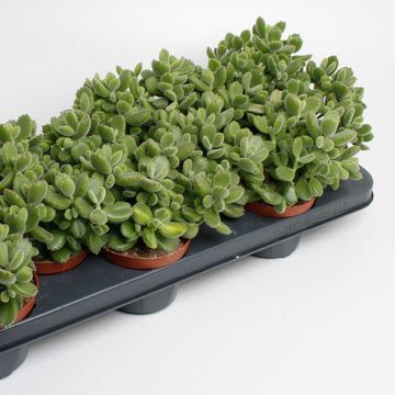 Cotyledon tomentosa ladismithiensis