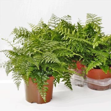 Asplenium 'Parvati'