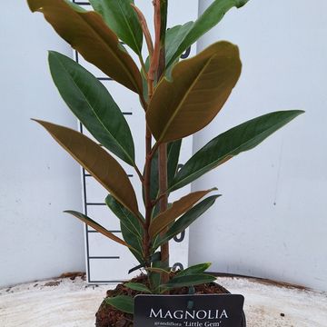 Magnolia grandiflora 'Little Gem'