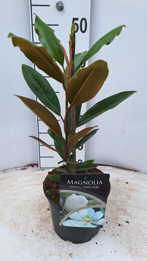 Magnolia grandiflora 'Литл Джем'