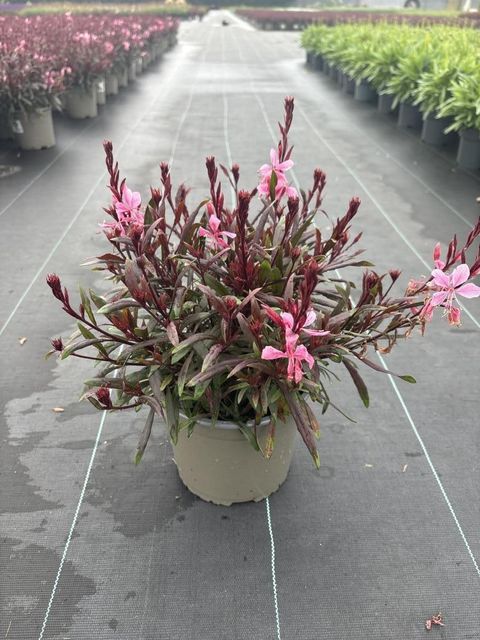 Gaura lindheimeri 'Gambit Compact Pink'