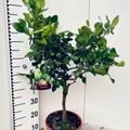 Citrus hystrix