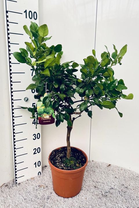 Citrus hystrix