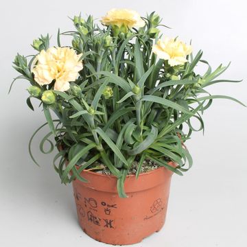 Dianthus SUNFLOR BLING BLING