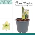 Hippeastrum 'Fresh Lemon'