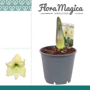 Hippeastrum 'Fresh Lemon'