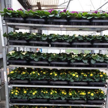 Primula vulgaris BELARINA MIX