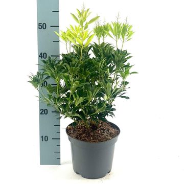 Pieris japonica 'Passion'