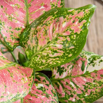 Aglaonema 'Jazzy Red'