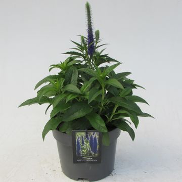 Veronica spicata 'Ulster Dwarf Blue'