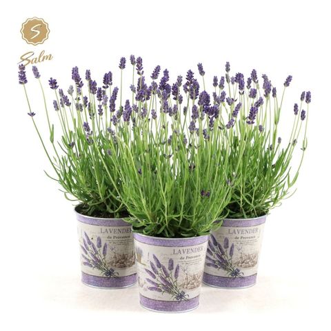 Lavandula angustifolia 'Felice'