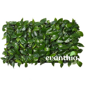 Philodendron FLORIDA BEAUTY