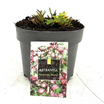 Astrantia major 'Burgundy Manor'