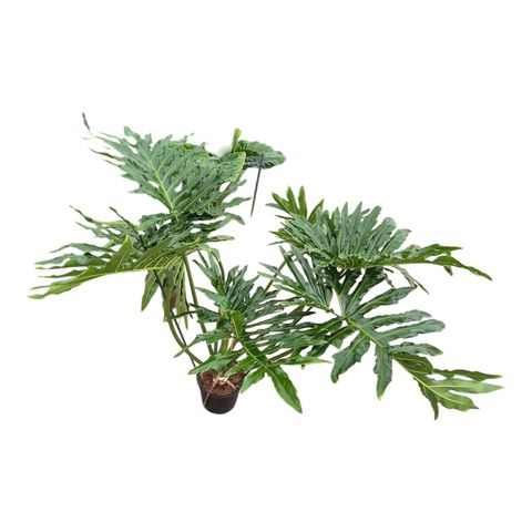 Philodendron selloum