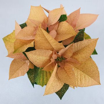 Euphorbia pulcherrima AUTUMN LEAVES
