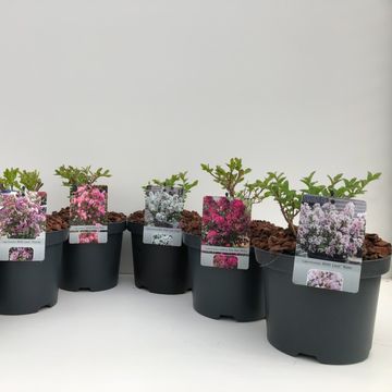 Lagerstroemia indica MIX