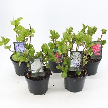 Гидрангея крупнолистная MIX