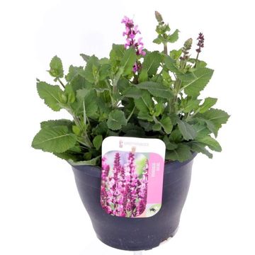 Salvia x sylvestris 'Rose Marvel'