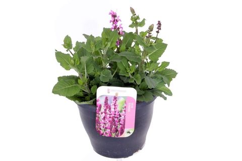 Salvia x sylvestris 'Rose Marvel'